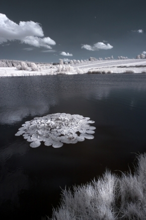 Zimní království - Fotograf roku - Kreativita - III.kolo - Ledový květ