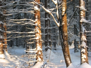 Stromy v krajině - Zimní stromy