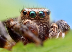 Svět zvířat - Fotograf roku - Top 20 - VI.kolo - lord pavouk