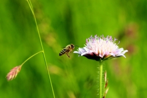 Miniaturní svět zblízka - včela