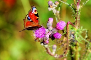 Miniaturní svět zblízka - motýl