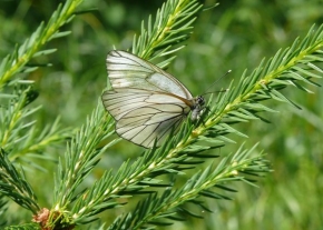 Makrosvět - Motýlek