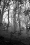 Ondřej  Kořínek -Tajemný les