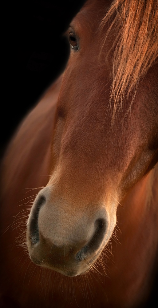 Detail koně
