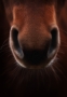Martina Burianová -Detail koně