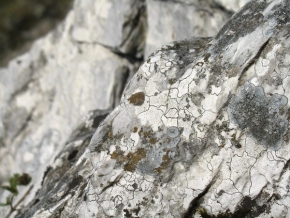 Makrosvět - Mimikra skaly