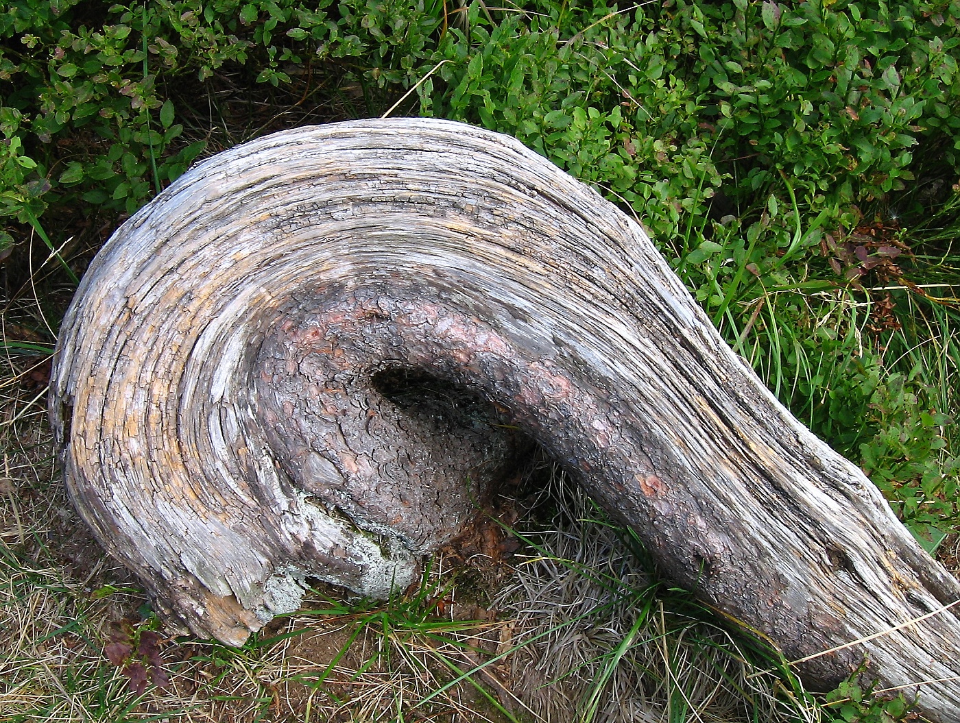 Dřevěný šnek