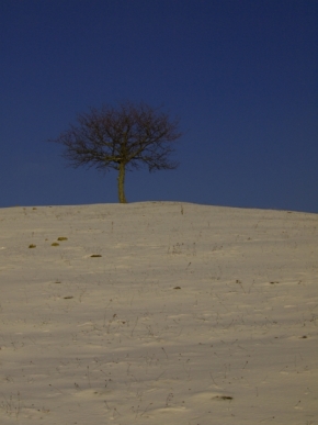 Zimní království - Strom