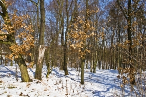 Zimní království - Na kraji lesa