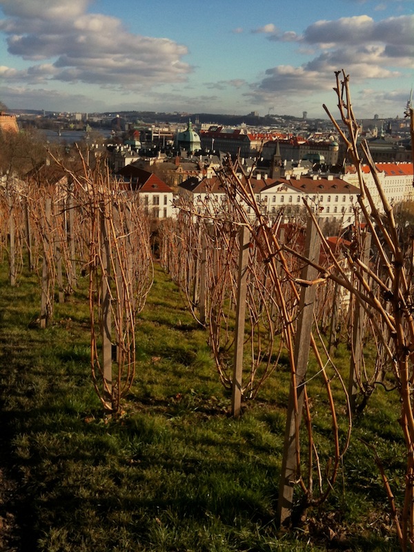 Pražský vinohrad