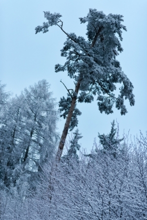 Antonín Dudek - Vysoký strom