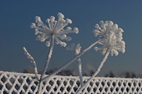 Zimní království - Pomíjivá krása