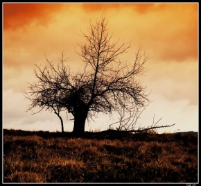 Stromy v krajině - Samotář