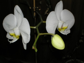 Makrosvět - Orchidej