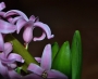 Pan neznámý -Jarní Hyacint ....