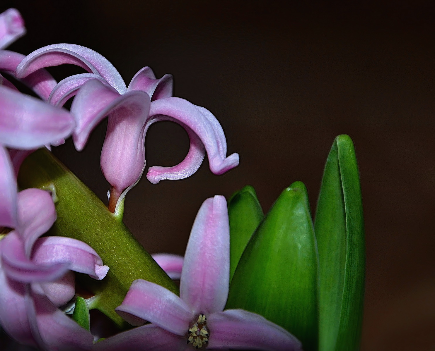 Jarní Hyacint ....