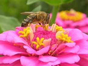 Makrosvět - Včela