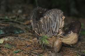 Fotograf roku v přírodě 2014 - Stará moudrá holubinka