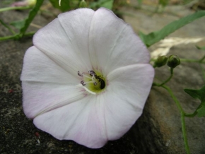 Makrosvět - Brouk a mravenec v květu