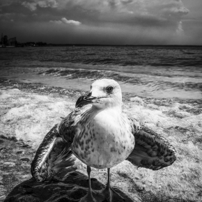 Svět zvířat - Fotograf roku - Top 20 - VI.kolo - U moře