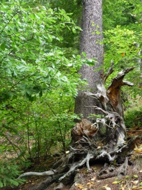 Fotograf roku v přírodě 2014 - v lázeňských lesích