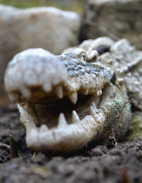 Svět zvířat - Nebezpečný krokodýl