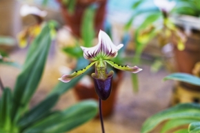 Miniaturní svět zblízka - Botanická