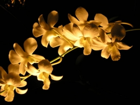 Makrosvět - Orchidea ve tmě