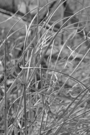 Černobílý svět - stébla trávy