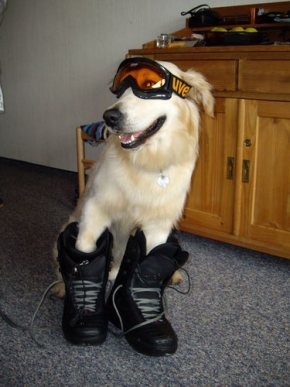 Sport, zdraví, adrenalin - Můj pes snowboarďák