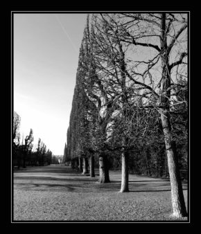 Černobílý svět - stromořadí