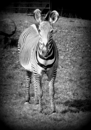 Svět zvířat - Zebra