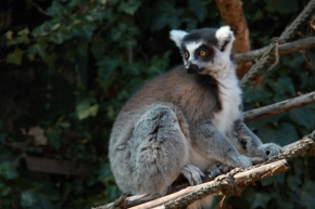 Svět zvířat - Lemur kata