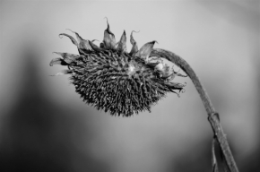 Černobílý svět - Když je málo slunce, slunečnice upadá