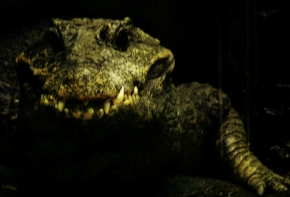 Martin Židek - krokodýl