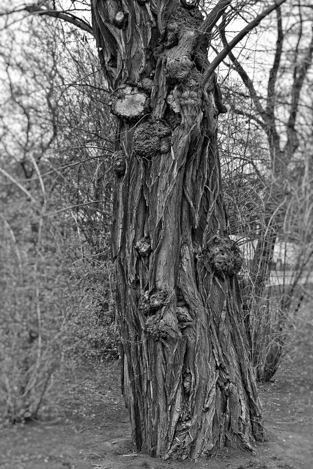 Strom skřetů Hieronyma Bosche