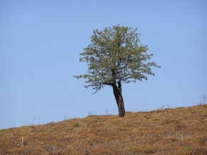 Stromy v krajině - Oliva