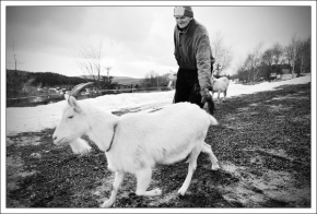 Černobílý svět - Venčení koz na Mariánské