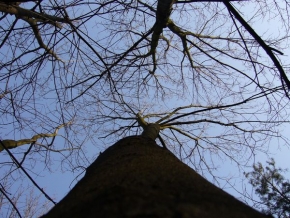 Stromy v krajině - Pohled vzhůru