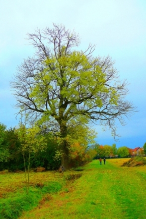 Jana Severová - Tree of life.
