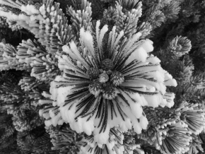 Jarka Hlaváčová - Zimní květ