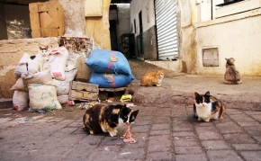 Svět zvířat - Maroko gang