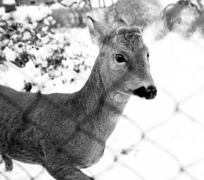 Svět zvířat - Za plotem