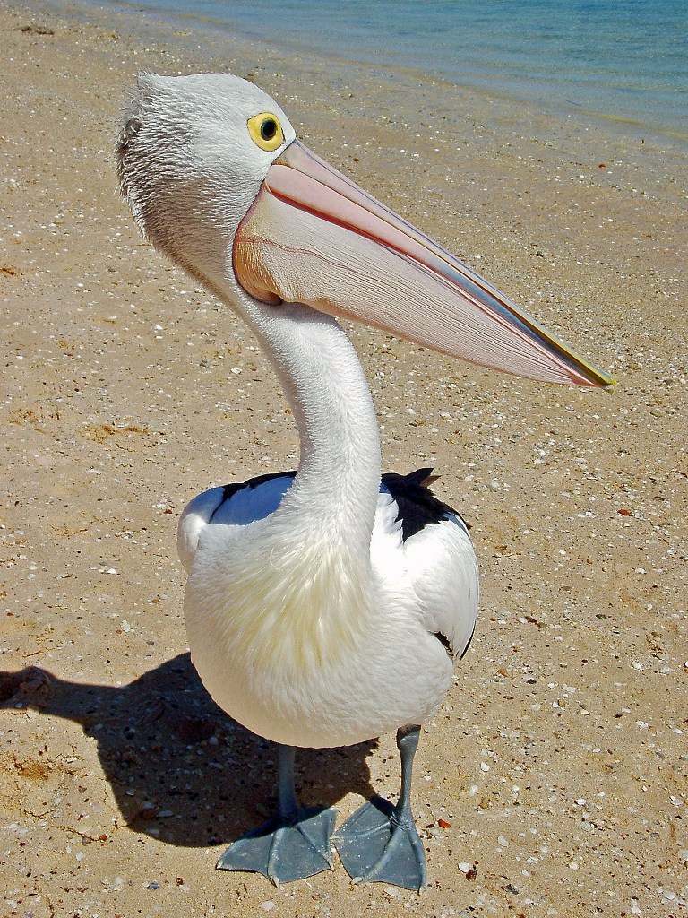 Pan pelikán, jméno mé