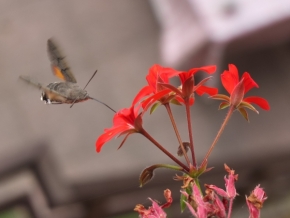 Miniaturní svět zblízka - Dlouhonoska nálet "kolibříka"