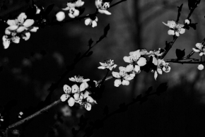 Černobílý svět - Rozkvitnutá jar