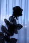 Lenka Haase -Černá růže