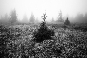 Černobílý svět - Hmliste lesy