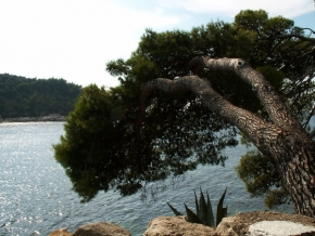 Stromy v krajině - Solitér v Cavtatu