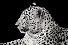 Svět zvířat - leopard